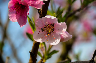 Close-up of pink cherry blossom