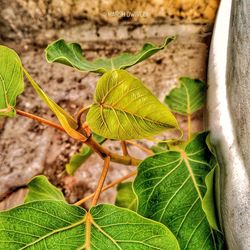 Close-up of fresh green plant