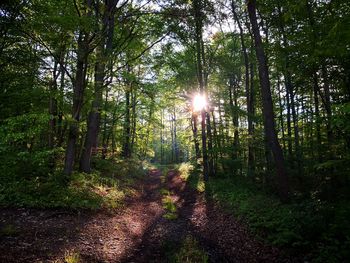 Sunlight streaming through trees in forest