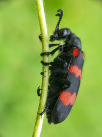 Close-up of insect