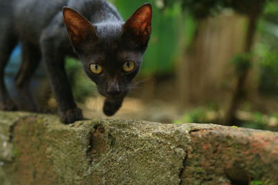 Close-up portrait of a cat