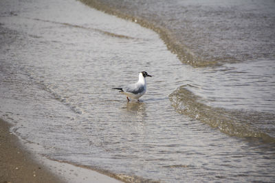 Seagull perching on a beach
