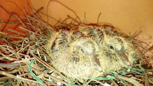 High angle view of birds in nest