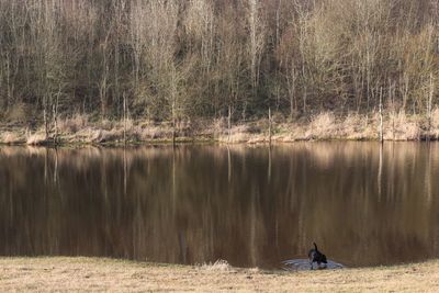 Scenic view of lake by trees in forest