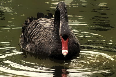 Swan swimming in lake