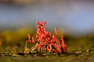 Close-up of red plant