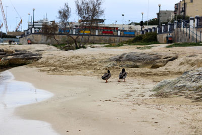 View of a horse on the beach