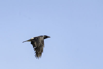 Low angle view of bird flying in sky