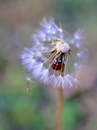 Close-up of honey bee pollinating flower