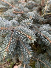 Close-up of pine tree branch