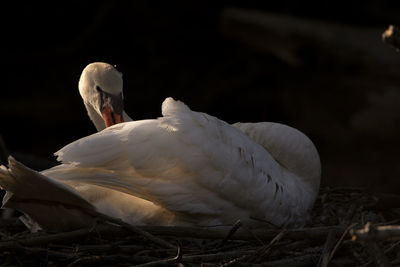 Close-up of white bird