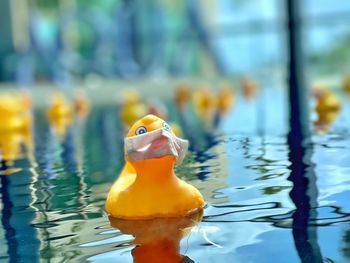 Close-up of duck swimming in pool