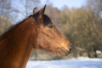 Close-up of horse standing outdoors