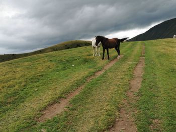 Horse standing in a field