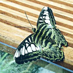 Close-up of butterfly on wood