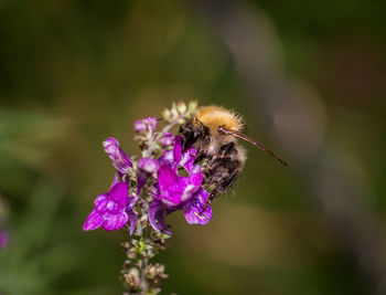 Close-up of bee on purple flower