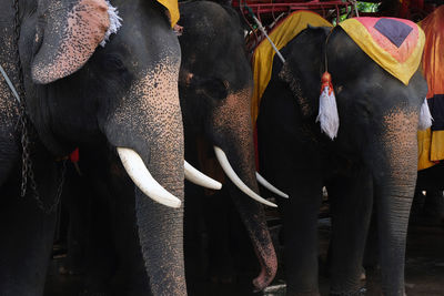 Close-up of elephant