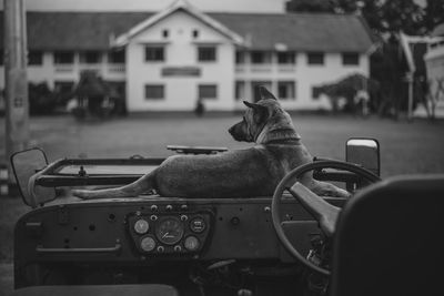 Dog sitting in car