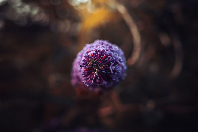 Close-up of purple flower