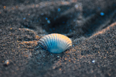 Close-up of shell on sand