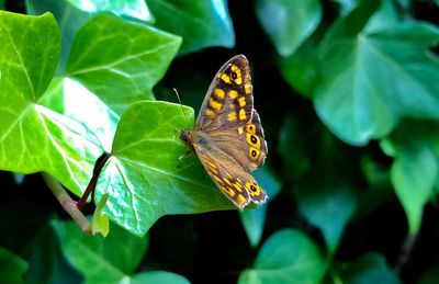 Butterfly on leaf