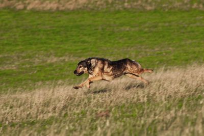 Dog running in field