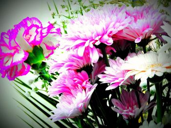 Close-up of pink flower