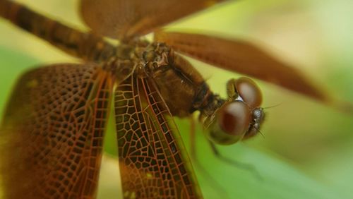 Close-up of dragonfly