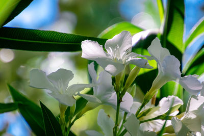 Close-up of white flowering plant