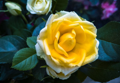 Close-up of yellow rose