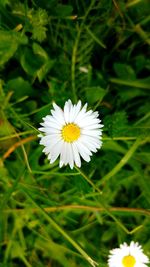 Close-up of white daisy flower