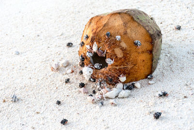 Close-up of crab on sand