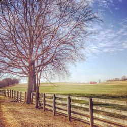 Bare trees on field