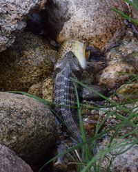 Close-up of turtle on rock