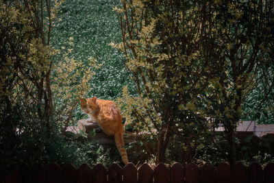 Cat standing in a tree