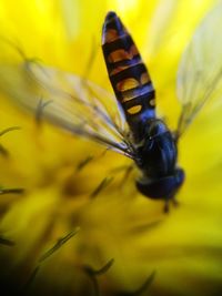 Close-up of insect on yellow flower