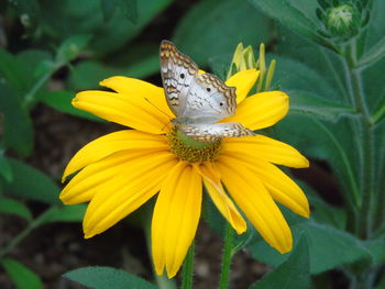 Close-up of butterfly pollinating on yellow flower