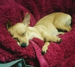 High angle view of dog sleeping on bed
