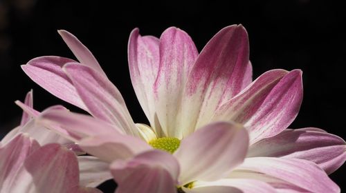 Macro shot of pink flower