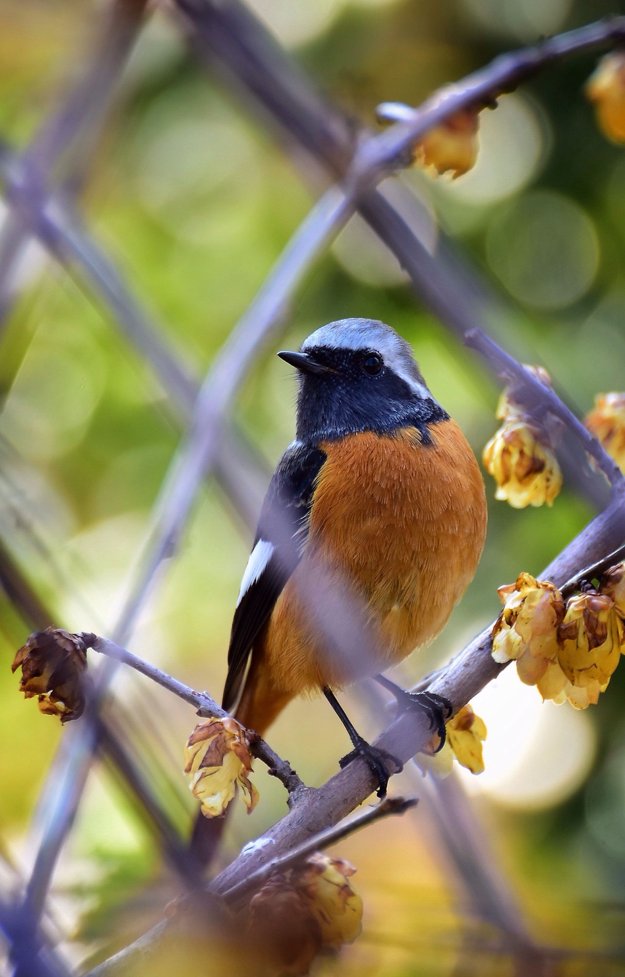 Redstart