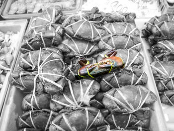 High angle view of snake
