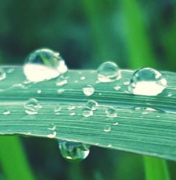Close-up of water drops on leaf
