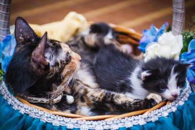 High angle view of cats in basket