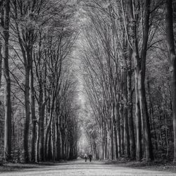 Road passing through forest