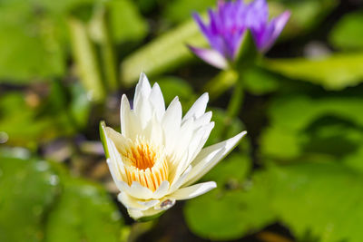 Close-up of water lily in pond