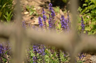 Close-up of purple lavender flowers on field