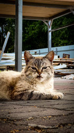 Close-up of cat sitting on window