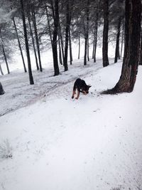 Dog running on snow covered land