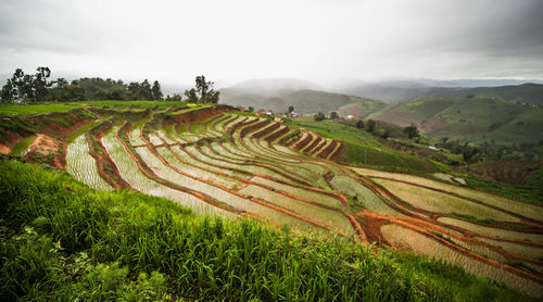 Scenic view of agricultural field against sky
