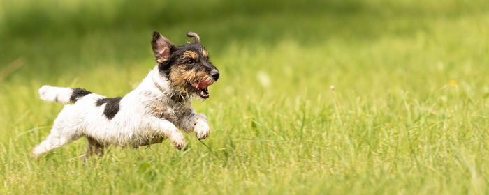 Dog running on grass